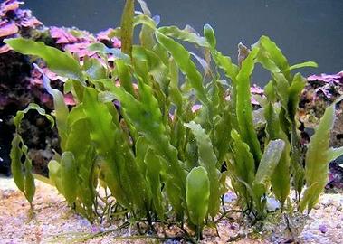 Caulerpa prolifera macroalga