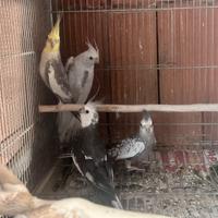 Calopsite e parrocchetti dal collare