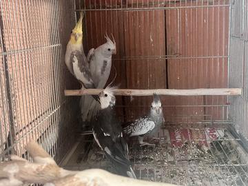 Calopsite e parrocchetti dal collare