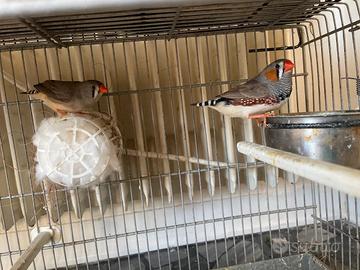 Diamantini Mandarini bengalini