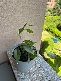 Ficus
