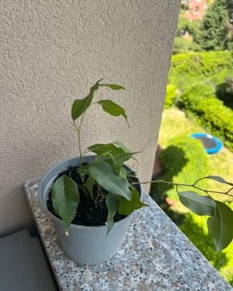 Ficus