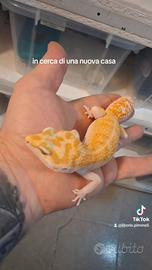geco leopardino 