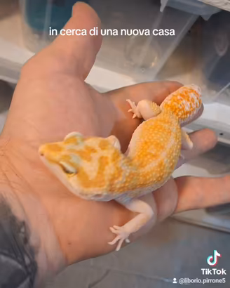 geco leopardino 