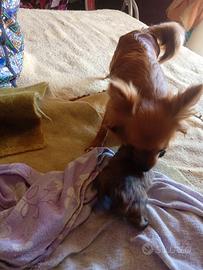 Ultimo cucciolo di chihuahua maschio a pelo lungo
