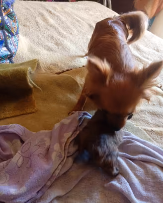Ultimo cucciolo di chihuahua maschio a pelo lungo