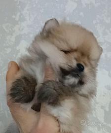 Spitz nano