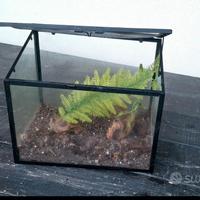 Teca per fasmidi o rettili 30x24x20 cm