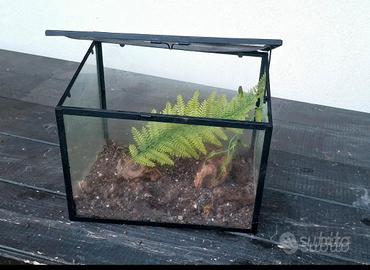Teca per fasmidi o rettili 30x24x20 cm