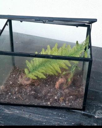 Teca per fasmidi o rettili 30x24x20 cm