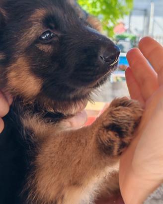 Cuccioli pastore tedesco