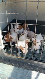 Cuccioli di jack Russell