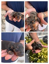 cuccioli di bassotto kanincher