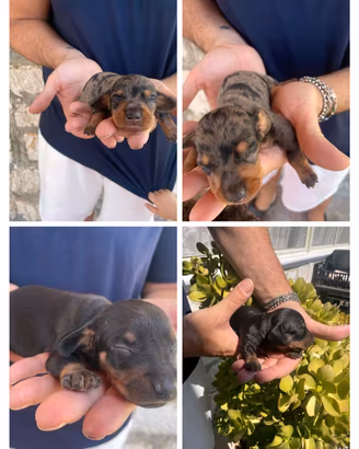 cuccioli di bassotto kanincher