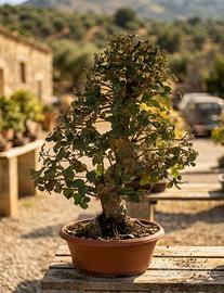 Bonsai di Quercia da Sughero di 70 cm e 50 anni