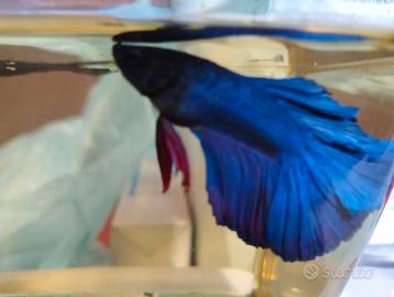 Betta splendens maschi