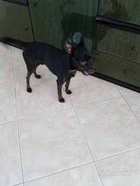 Pincher taglia piccola