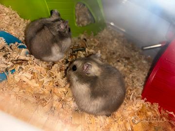 Criceti russi tricolore