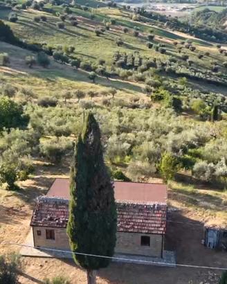 Casolare in pietra e legno con 100 piante (circa) 