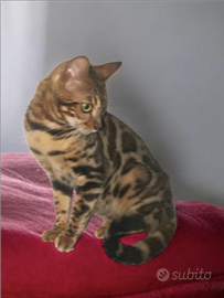 Bengal Brown Spotted