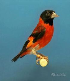 Cardinalini allevati a mano