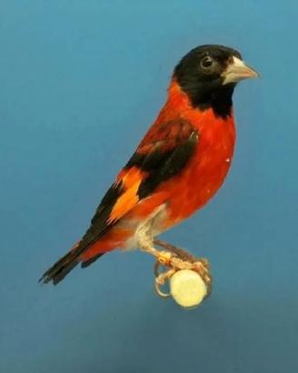 Cardinalini allevati a mano