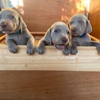 Cuccioli di Weimaraner