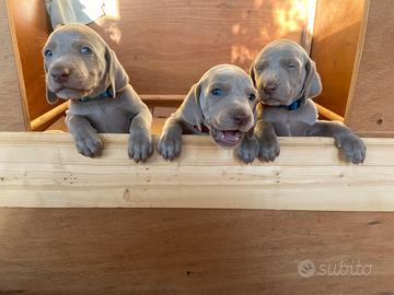 Cuccioli di Weimaraner