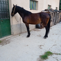 Cavallo da trekking