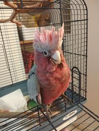 Cacatua rosa allevato a mano