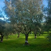 Alberi di ulivo di 50 anni