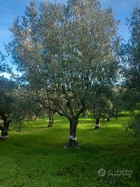 Alberi di ulivo di 50 anni