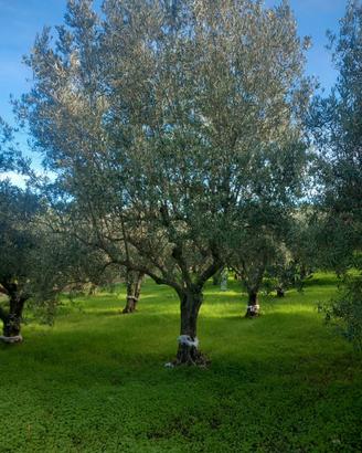 Alberi di ulivo di 50 anni
