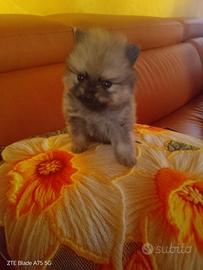 Spitz tedeschi
