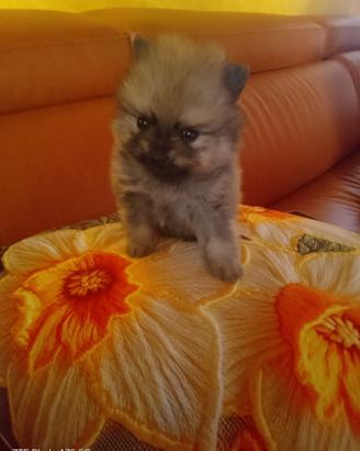 Spitz tedeschi