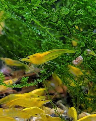 Lotto 10x Neocaridine Davidi "Yellow Neon"