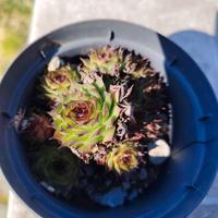 rosa di montagna pianta grassa resistente siccità 