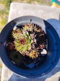 rosa di montagna pianta grassa resistente siccità 