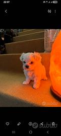Cucciolo Maltipoo mini toy da borsetta