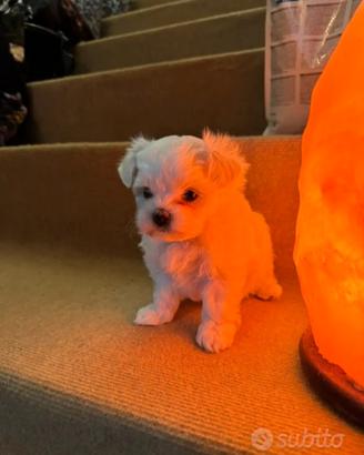 Cucciolo Maltipoo mini toy da borsetta