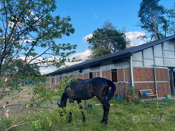 Disponibili provincia di Varese box e capannine