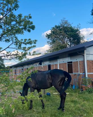 Disponibili provincia di Varese box e capannine
