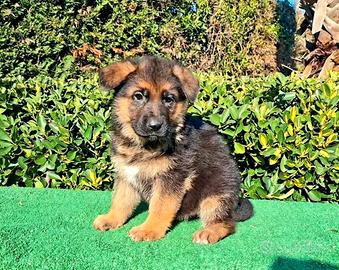 Cucciola pastore tedesco