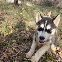 Disponibili cuccioli di Husky