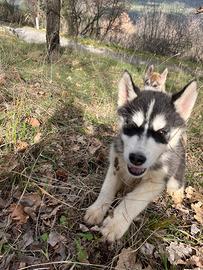 Disponibili cuccioli di Husky
