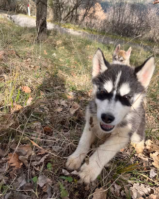 Disponibili cuccioli di Husky