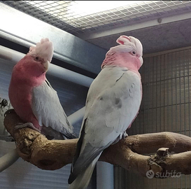 Coppia cacatua rosa