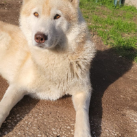 Maschio di siberian husky per monta