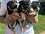 Immagine 2