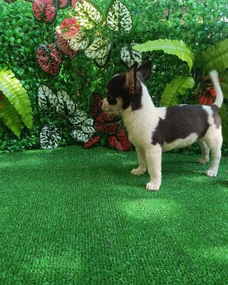Cucciolo chihuahua